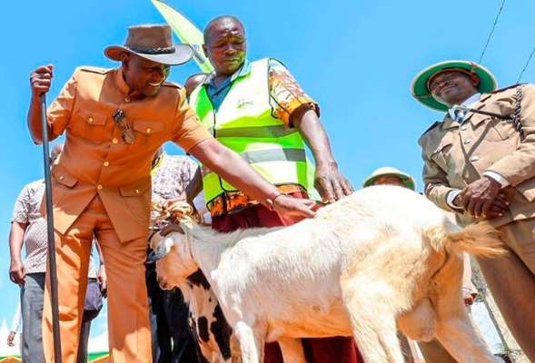 Kimalel goat auction