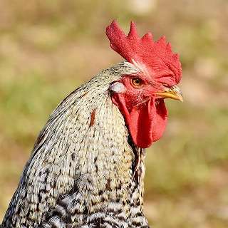 Kienyeji Chicken Kari