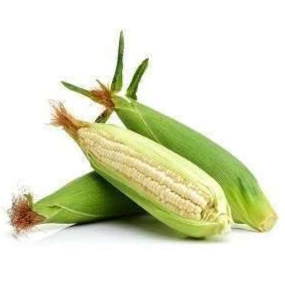 Green Maize 